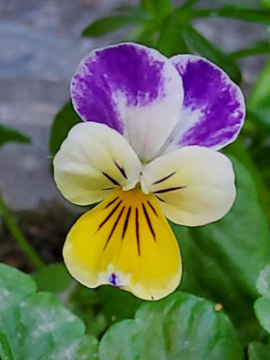 Viola cornuta USA Osten.jpg