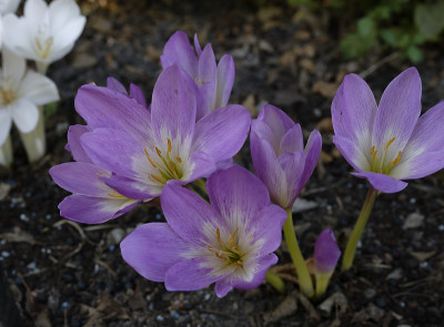 DSC_8000_DxO.jpg