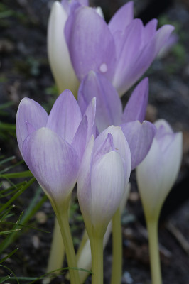 DSC_8002_DxO.jpg