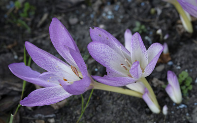 DSC_8003_DxO.jpg