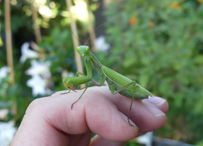 2023-09-09 Mantis religiosa 1.jpg