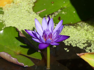 2023-09-09 Nymphaea 'Purple Thamanoon' 1.jpg