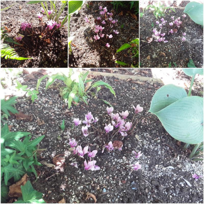 Blüten.jpg