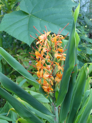 2023-09-09 Hedychium 'Tara' 1.jpg