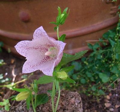 campanulla_punctata.JPG