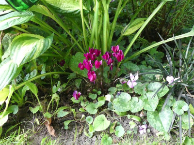 2023-09-09 Cyclamen.jpg