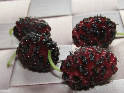 ernte_maulbeeren.JPG