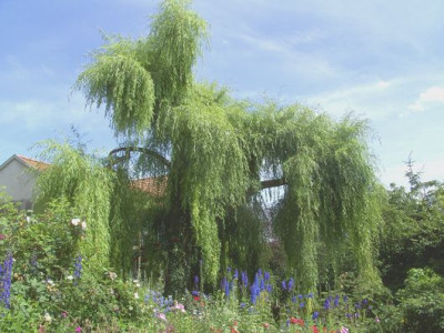 regenerierte_Trauerweide_fars_2008.jpg