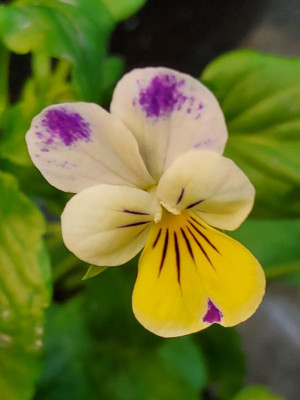 Viola cornuta USA Osten 2.jpg