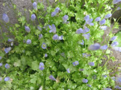 Wahlenbergia_hederacea_.JPG