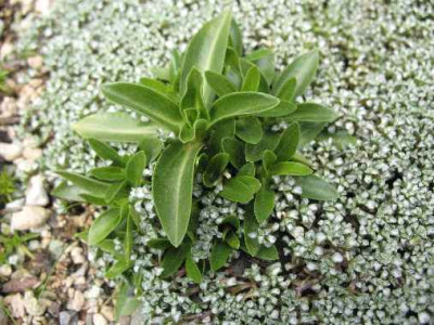 Gentiana_verna__Raoulia_australis_.JPG