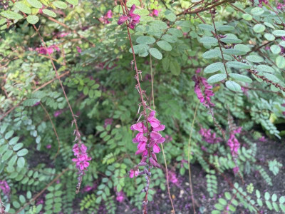 Indigofera howellii sept 2023.jpeg