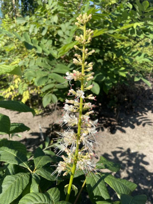 Aesculus parviflora bloei 2023.jpg