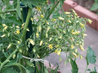 tomate2s.JPG