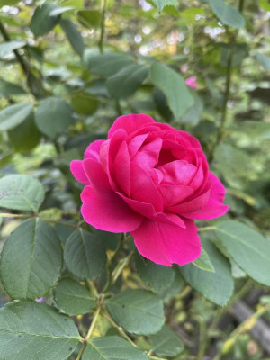 IMG_4676.jpeg