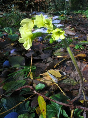 Primula_elatior.jpg