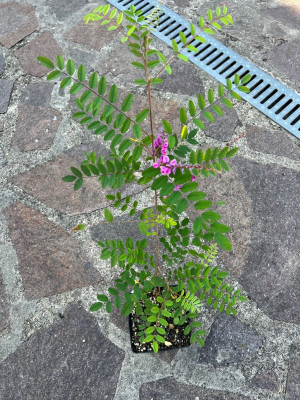 2023-09-10 Indigofera-Stecki.jpg