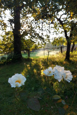 20230910_210936 Autumn Delight.jpg