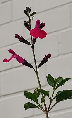20230911_183341.jpg