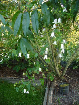 Clematis Kaiu1 2023.JPG