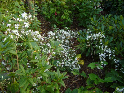 Clematis Mrs RB 1.JPG