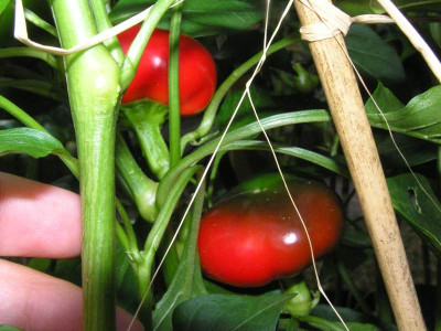 babybell2006.jpg