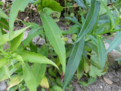 Aster No4 Laub.JPG