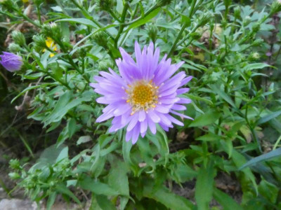 Aster No4 Blüte.JPG