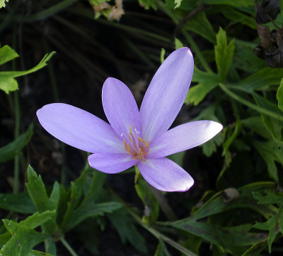 DSC01431_DxO.jpg