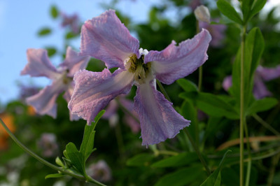 Cl.vit.Betty_Corning0208.jpg
