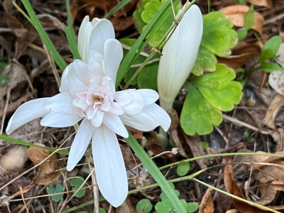 2023-09-12 Colchicum.jpg