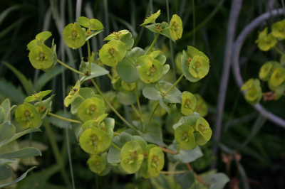 Euphorbia0908.jpg