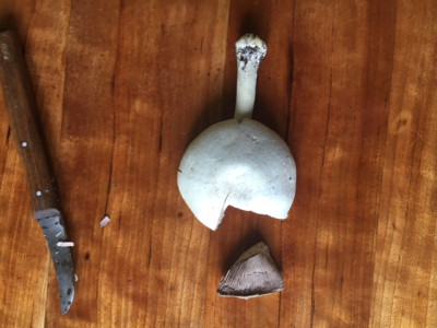 unbekannter Pilz.JPG