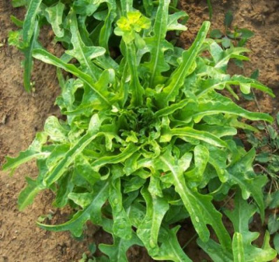 000_3008_Hirschzungensalat.jpg