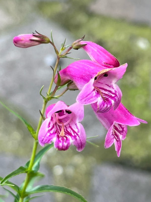 2023-09-13 Penstemon mexicali Red Rocks.jpg