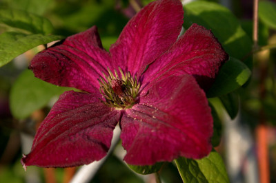 Cl.vit.Royal_Velours0208a.jpg