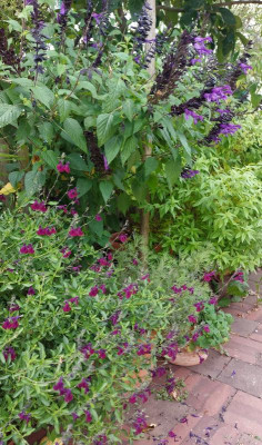 20230913_142358 Salvias.jpg