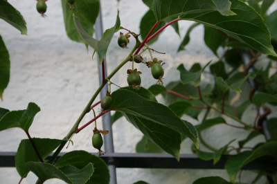 Bayernkiwi0308.jpg