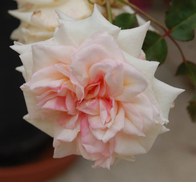 Charles_Dingee_0010__29152.jpg
