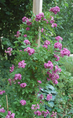 Amethyste_GKF_0010__P_29229.jpg