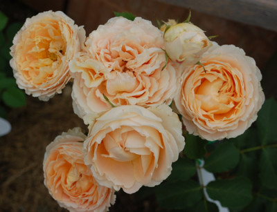 Odile_Masquelier_0010__N_29212.jpg
