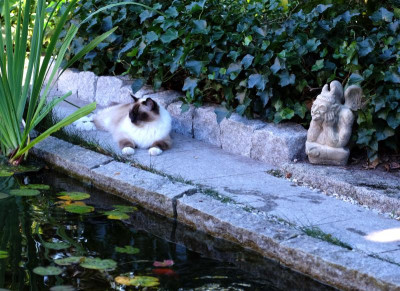 Sophie am Teich.jpg
