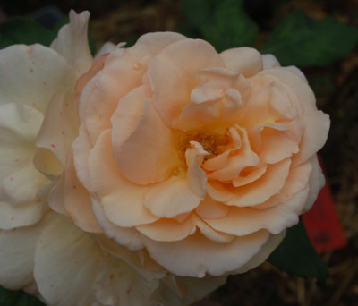 Apricot_Nectar_0010__P_29220.jpg