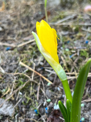 2023-09-14 Sternbergia lutea.jpg