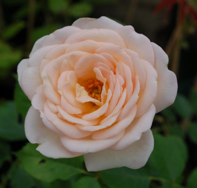 Nancy_Steen_0010__29178.jpg
