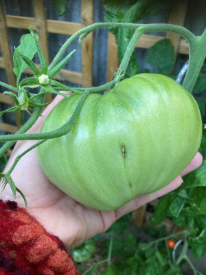 tomate.jpg