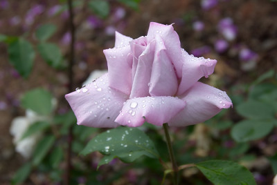 1849LadyX.jpg