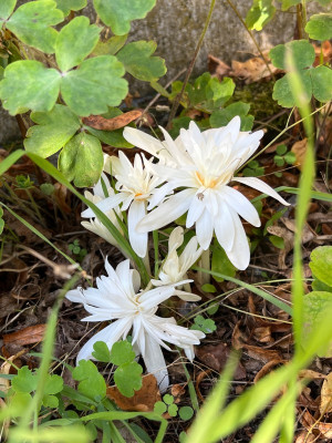 2023-09-15 Colchicum.jpg