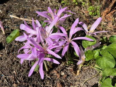 2023-09-15 Colchicum a.jpg