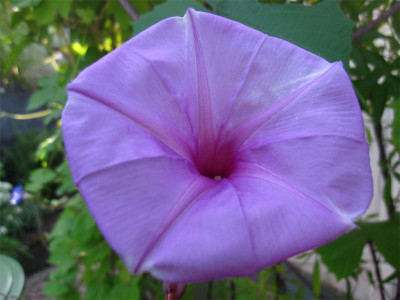 Ipomoea-setosa1.jpg